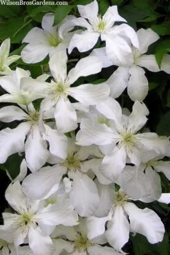 John Huxtable Clematis - 1 Gallon Pot -Cheap US Topiary Plant Store clematis john huxtable 3