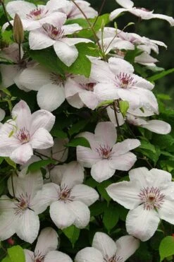 John Paul II Clematis - 1 Gallon Pot -Cheap US Topiary Plant Store clematis john paul II 11