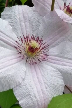 John Paul II Clematis - 1 Gallon Pot -Cheap US Topiary Plant Store clematis john paul II 12