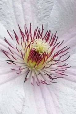 John Paul II Clematis - 1 Gallon Pot -Cheap US Topiary Plant Store clematis john paul II 5