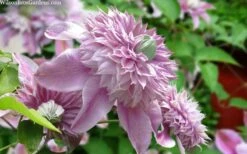 Josephine Clematis - 1 Gallon Pot 9 Josephine Clematis - 1 Gallon Pot -Cheap US Topiary Plant Store clematis josephine 15