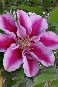 Killian Donahue Clematis - 1 Gallon Pot -Cheap US Topiary Plant Store clematis killian donahue 1