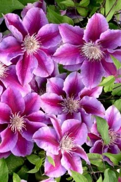 Killian Donahue Clematis - 1 Gallon Pot -Cheap US Topiary Plant Store clematis killian donahue 2