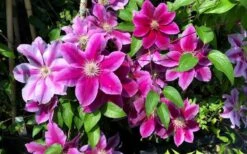 Killian Donahue Clematis - 1 Gallon Pot -Cheap US Topiary Plant Store clematis killian donahue 3