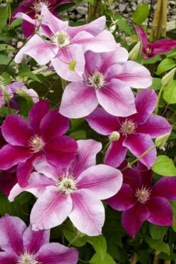 Killian Donahue Clematis - 1 Gallon Pot -Cheap US Topiary Plant Store clematis killian donahue 4