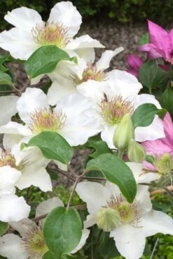 Kitty Clematis - 1 Gallon Pot -Cheap US Topiary Plant Store clematis kitty 3