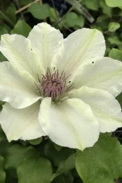 Kitty Clematis - 1 Gallon Pot -Cheap US Topiary Plant Store clematis kitty 4