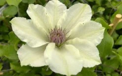 Kitty Clematis - 1 Gallon Pot -Cheap US Topiary Plant Store clematis kitty 8
