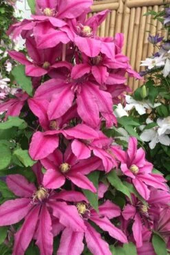 Liberation Clematis - 1 Gallon Pot -Cheap US Topiary Plant Store clematis liberation 4