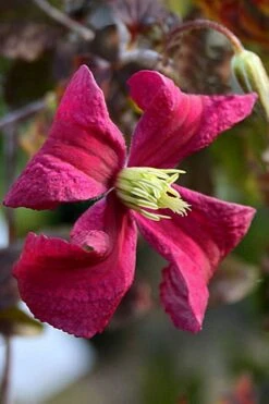 Madame Julia Correvon Clematis - 1 Gallon Pot -Cheap US Topiary Plant Store clematis madame julia correvon 10