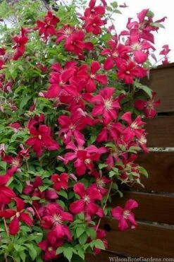 Madame Julia Correvon Clematis - 1 Gallon Pot -Cheap US Topiary Plant Store clematis madame julia correvon 11