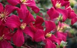 Madame Julia Correvon Clematis - 1 Gallon Pot -Cheap US Topiary Plant Store clematis madame julia correvon 13