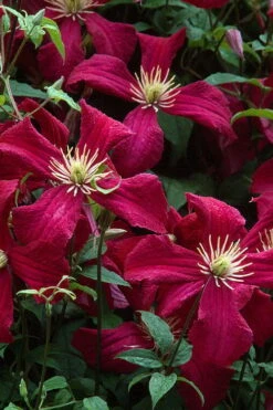 Madame Julia Correvon Clematis - 1 Gallon Pot -Cheap US Topiary Plant Store clematis madame julia correvon 7