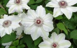 Miss Bateman Clematis - 1 Gallon Pot -Cheap US Topiary Plant Store clematis miss bateman 2 800x500 1