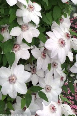 Miss Bateman Clematis - 1 Gallon Pot -Cheap US Topiary Plant Store clematis miss bateman 20