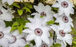 Miss Bateman Clematis - 1 Gallon Pot -Cheap US Topiary Plant Store clematis miss bateman 800x500 1