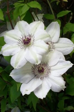 Miss Bateman Clematis - 1 Gallon Pot -Cheap US Topiary Plant Store clematis miss20bateman 3 500x750 1