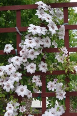 Miss Bateman Clematis - 1 Gallon Pot -Cheap US Topiary Plant Store clematis miss20bateman 4 500x750 1