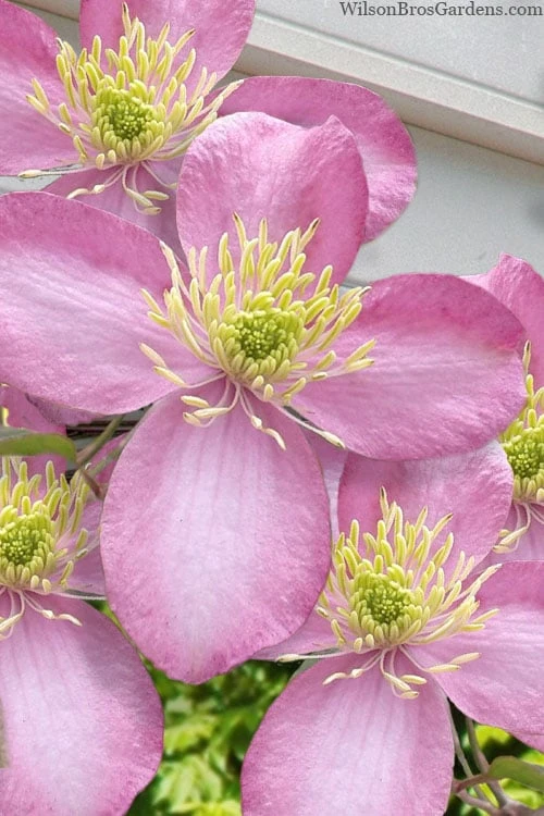 Montana Elizabeth Clematis - 1 Gallon Pot 1 Montana Elizabeth Clematis - 1 Gallon Pot