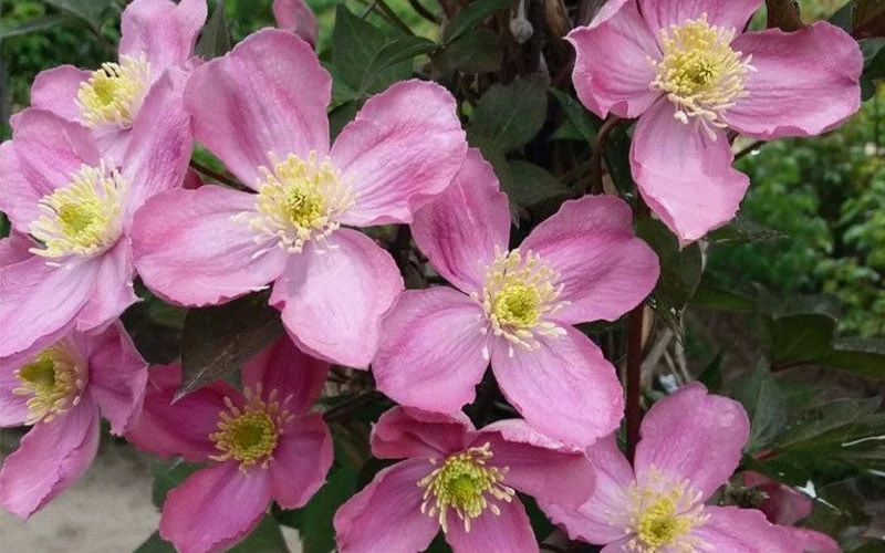 Montana Elizabeth Clematis - 1 Gallon Pot 6 Montana Elizabeth Clematis - 1 Gallon Pot - Image 6