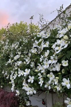 Grandiflora Montana Clematis - 1 Gallon Pot -Cheap US Topiary Plant Store clematis montana grandiflora 1