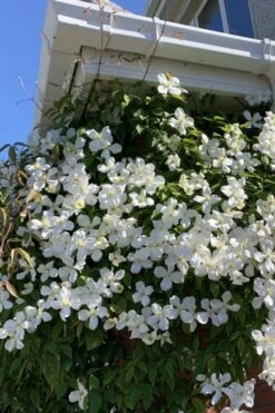 Grandiflora Montana Clematis - 1 Gallon Pot -Cheap US Topiary Plant Store clematis montana grandiflora 2