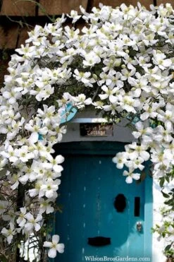 Grandiflora Montana Clematis - 1 Gallon Pot -Cheap US Topiary Plant Store clematis montana grandiflora20copy