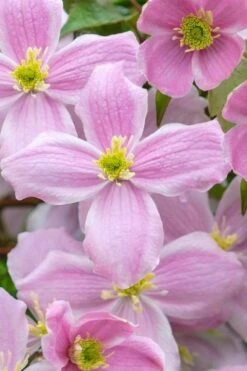 Mayleen Montana Clematis - 1 Gallon Pot -Cheap US Topiary Plant Store clematis montana mayleen 1