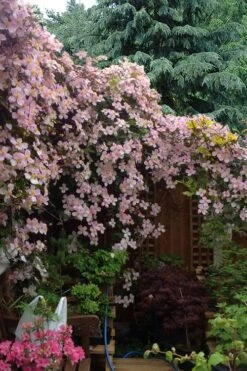 Mayleen Montana Clematis - 1 Gallon Pot -Cheap US Topiary Plant Store clematis montana mayleen 12