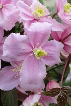 Mayleen Montana Clematis - 1 Gallon Pot -Cheap US Topiary Plant Store clematis montana mayleen 5