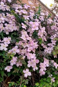 Mayleen Montana Clematis - 1 Gallon Pot -Cheap US Topiary Plant Store clematis montana mayleen 6