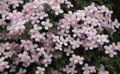 Montana Rubens Clematis - 1 Gallon Pot -Cheap US Topiary Plant Store clematis montana rubens 12