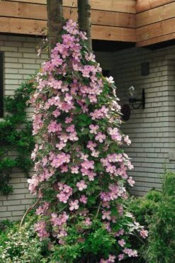 Montana Rubens Clematis - 1 Gallon Pot -Cheap US Topiary Plant Store clematis montana rubens 2