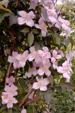 Montana Rubens Clematis - 1 Gallon Pot -Cheap US Topiary Plant Store clematis montana rubens 6