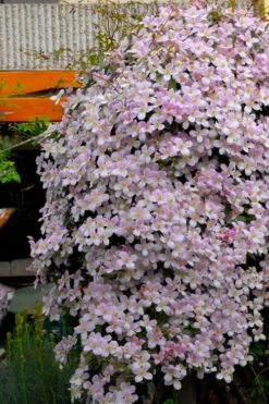Montana Rubens Clematis - 1 Gallon Pot -Cheap US Topiary Plant Store clematis montana rubens 8