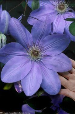 Mrs. Cholmondeley Clematis - 1 Gallon Pot