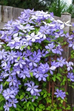 Mrs. Cholmondeley Clematis - 1 Gallon Pot -Cheap US Topiary Plant Store clematis mrs cholmondeley 2