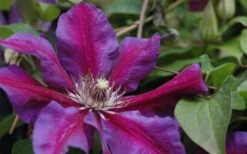Mrs. Norman Thompson Clematis - 1 Gallon Pot -Cheap US Topiary Plant Store clematis mrs n thompson 1