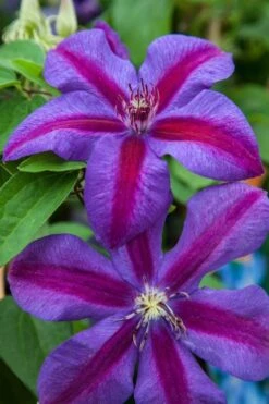Mrs. Norman Thompson Clematis - 1 Gallon Pot -Cheap US Topiary Plant Store clematis mrs n thompson 7