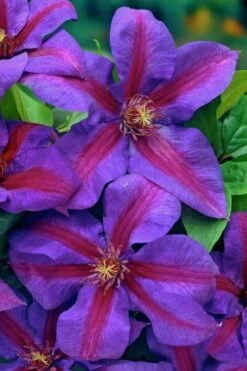 Mrs. Norman Thompson Clematis - 1 Gallon Pot -Cheap US Topiary Plant Store clematis mrs norman thompson 20