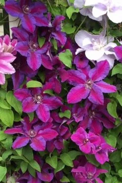 Mrs. Norman Thompson Clematis - 1 Gallon Pot -Cheap US Topiary Plant Store clematis mrs norman thompson 25