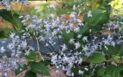 Mrs. Robert Brydon Clematis - 1 Gallon Pot -Cheap US Topiary Plant Store clematis mrs robert brydon 11