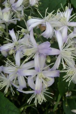 Mrs. Robert Brydon Clematis - 1 Gallon Pot -Cheap US Topiary Plant Store clematis mrs robert brydon 3