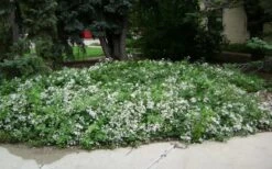 Mrs. Robert Brydon Clematis - 1 Gallon Pot -Cheap US Topiary Plant Store clematis mrs robert brydon 4