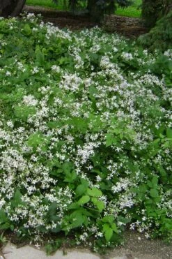 Mrs. Robert Brydon Clematis - 1 Gallon Pot -Cheap US Topiary Plant Store clematis mrs robert brydon 6