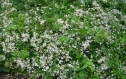 Mrs. Robert Brydon Clematis - 1 Gallon Pot -Cheap US Topiary Plant Store clematis mrs robert brydon 7