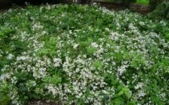 Mrs. Robert Brydon Clematis - 1 Gallon Pot -Cheap US Topiary Plant Store clematis mrs robert brydon 8