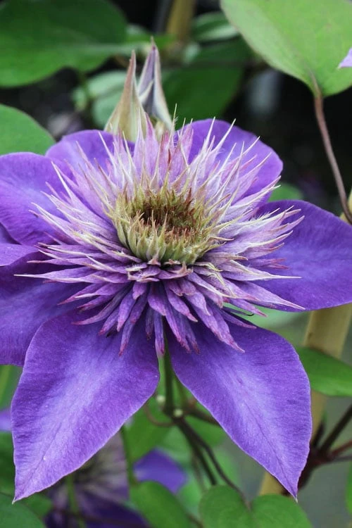 Multi Blue Clematis - 1 Gallon Pot 1 Multi Blue Clematis - 1 Gallon Pot