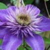 Multi Blue Clematis - 2 Gallon Pot