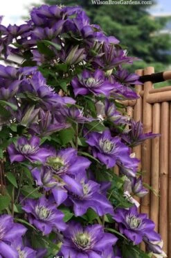 Multi Blue Clematis - 2 Gallon Pot -Cheap US Topiary Plant Store clematis multi blue 3